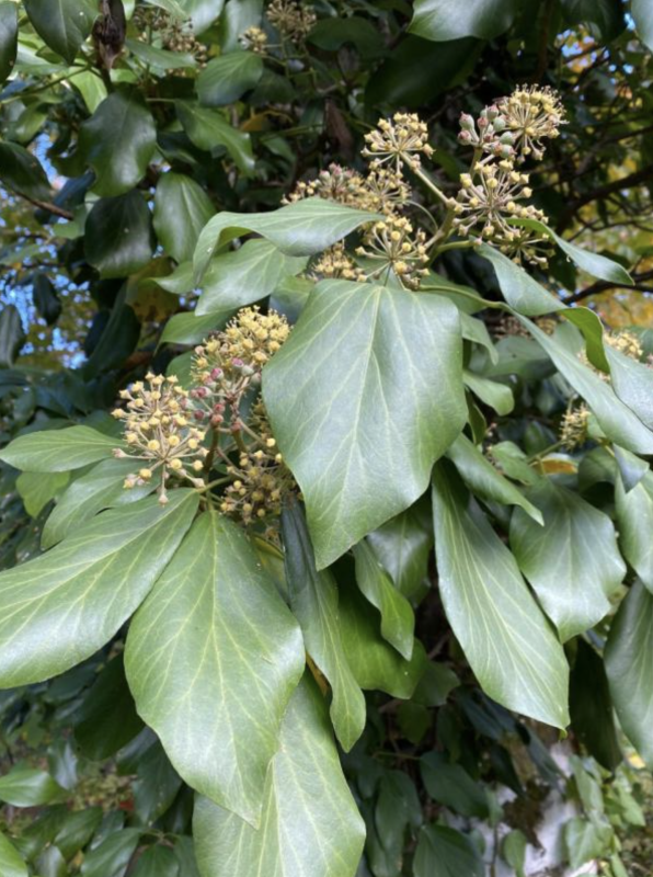 Необычные лианы – плющ колхидский и сассапариль