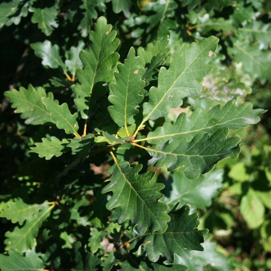Дуб иберийский (лат. Quercus iberica Stev.), семена 