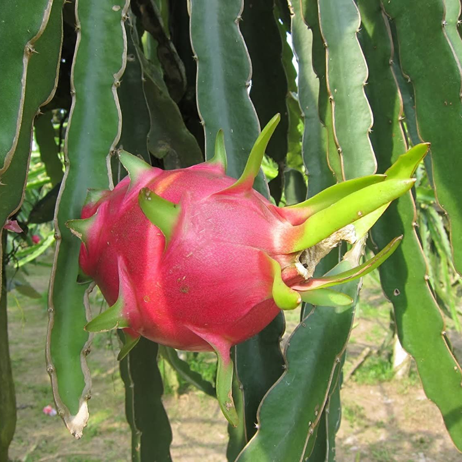 Питахайя, или Питайя "Драконий фрукт" (лат. Hylocereus undatus), семена