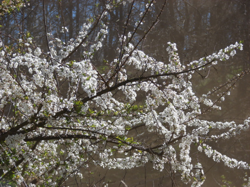Слива иволистная, или слива китайская, или цзюйлинка (лат. Prunus salicina), семена