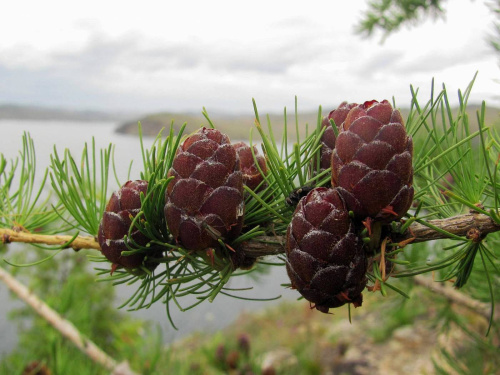 Лиственница сибирская (лат. Lаrix sibirica), семена