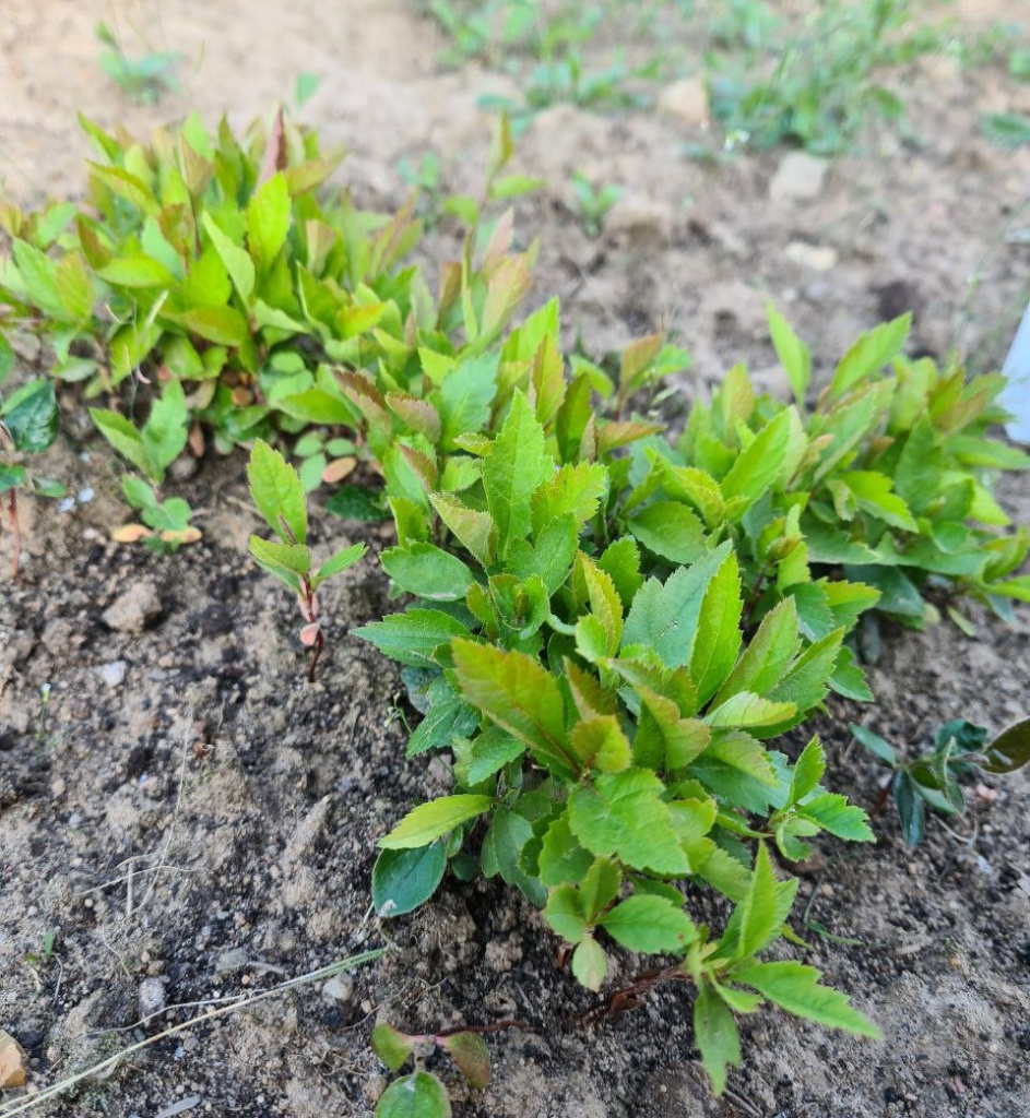 Всходы боярышника сибирского в апреле