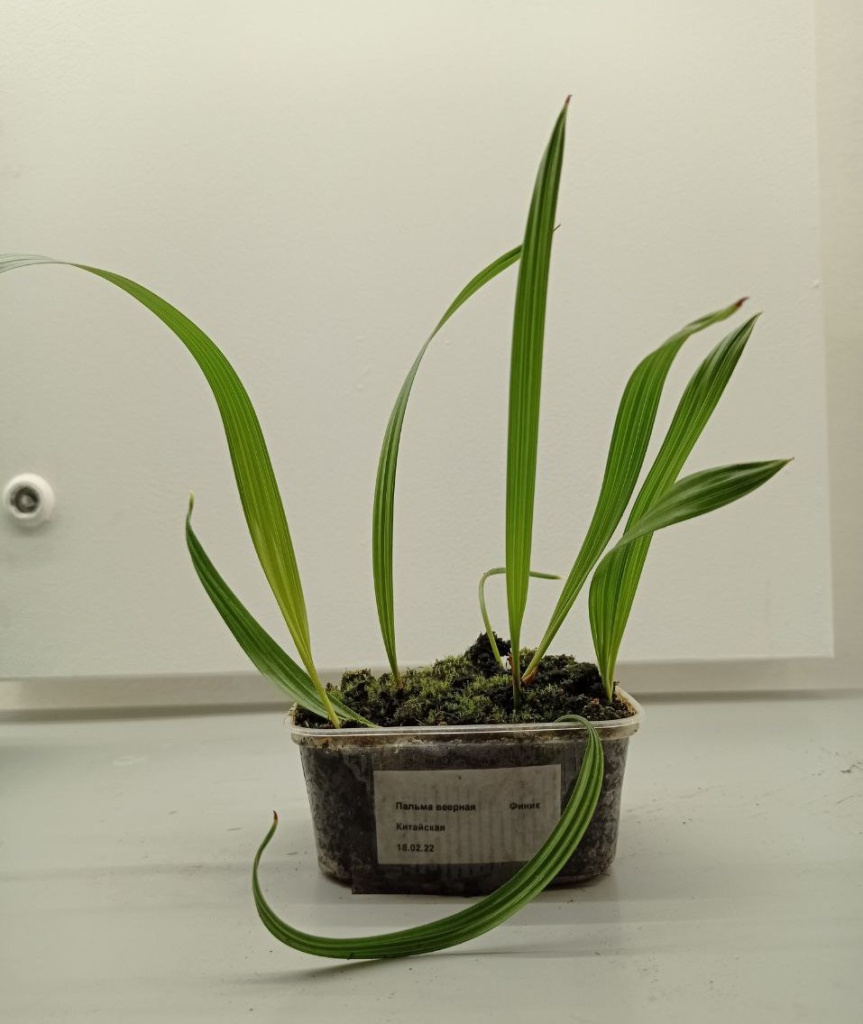 сеянцы пальм