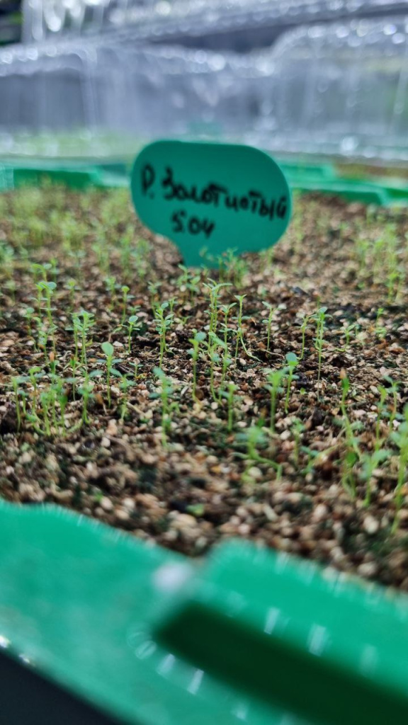 Рододендрон золотистый из семян