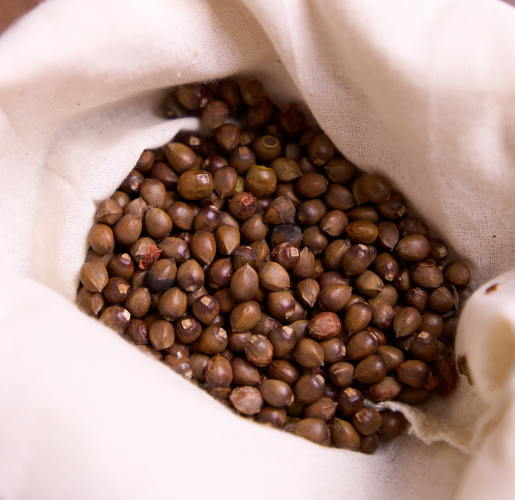 Свежие семена тиса ягодного в магазине Жёлуди