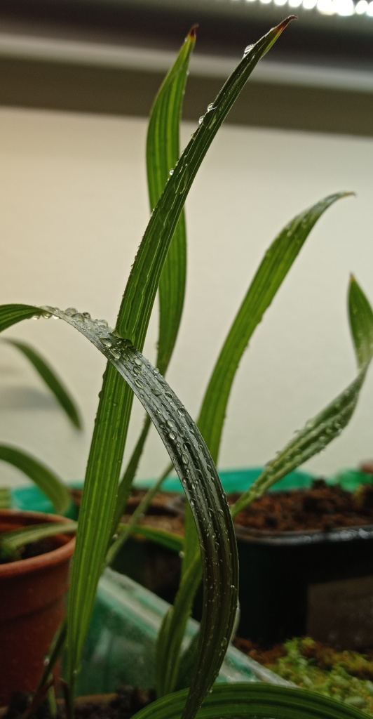 молодые листья пальмы