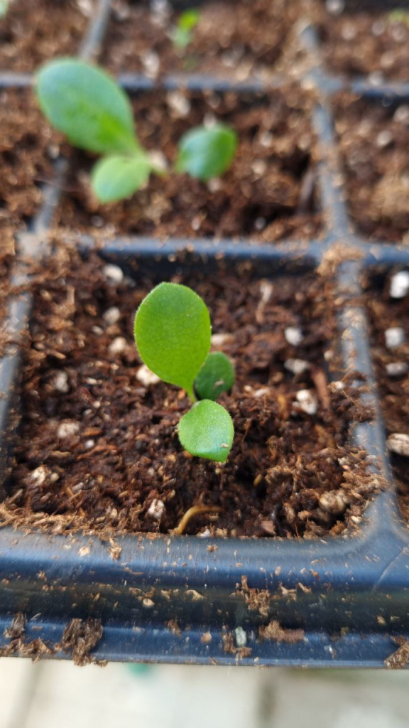 Пикировка сеянцев рододендрона в кассеты р9