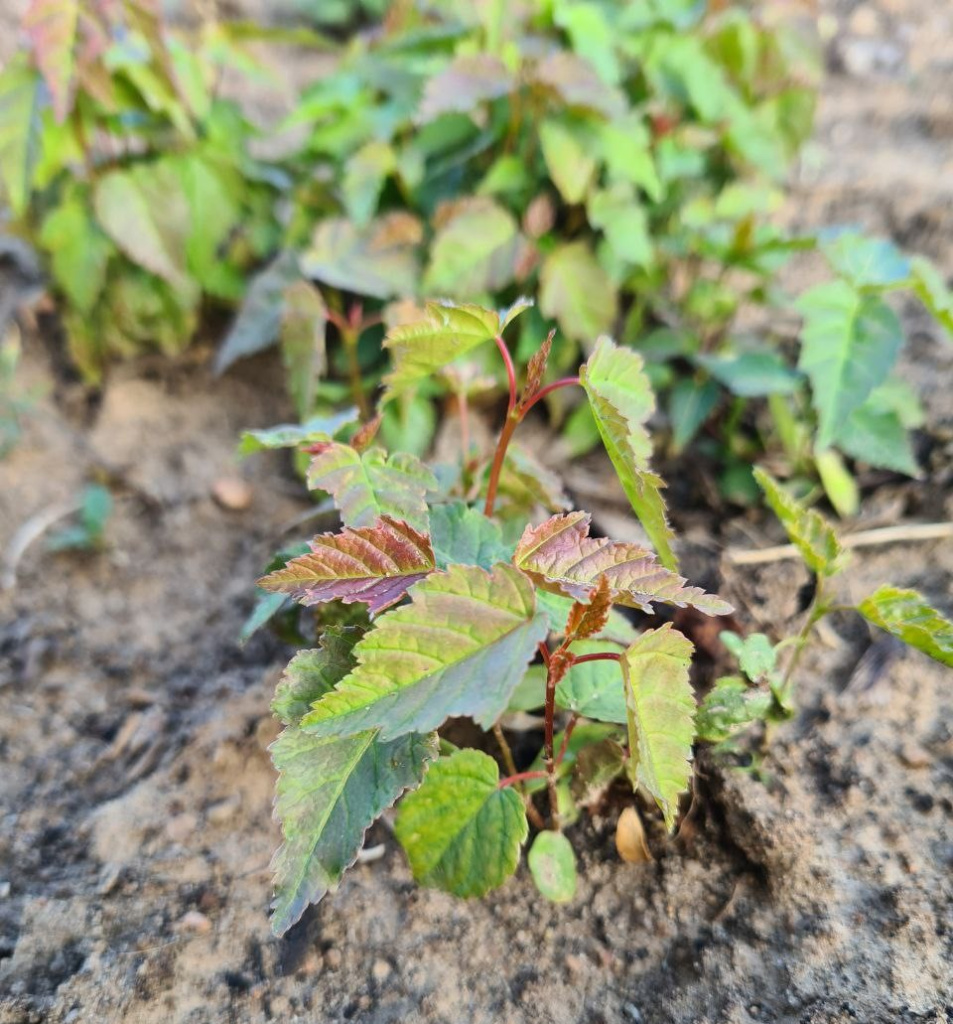 Сеянцы клена гиннала из списанных семян