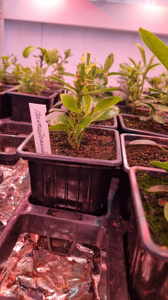 Рододендрон понтийский из семян магазина Жёлуди