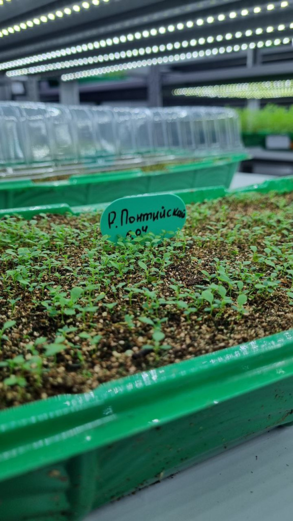 Так выглядели сеянцы рододендронов через полтора месяца после посева