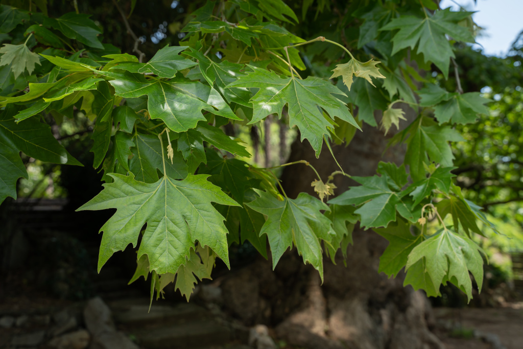 Листья платана напоминают листья клена