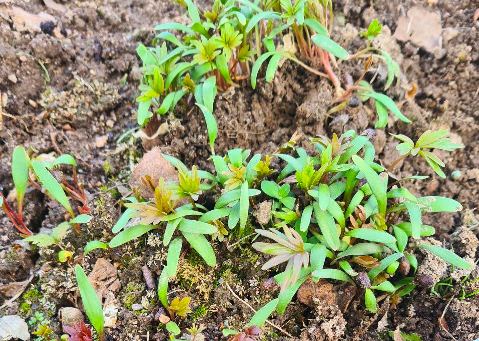 Всходы пиона тонколистного на тестовом участке Жёлуди 20 апреля 2024 года