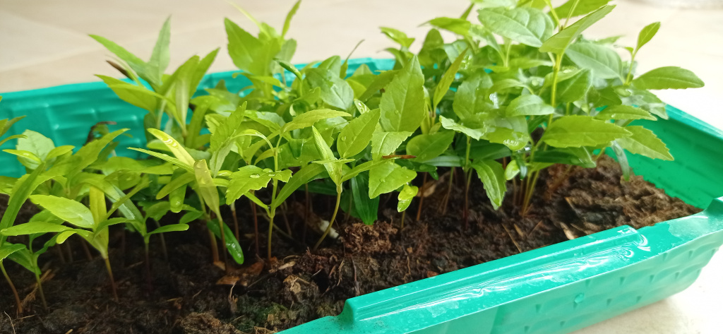 Сеянцы в нашем тестовом отделе