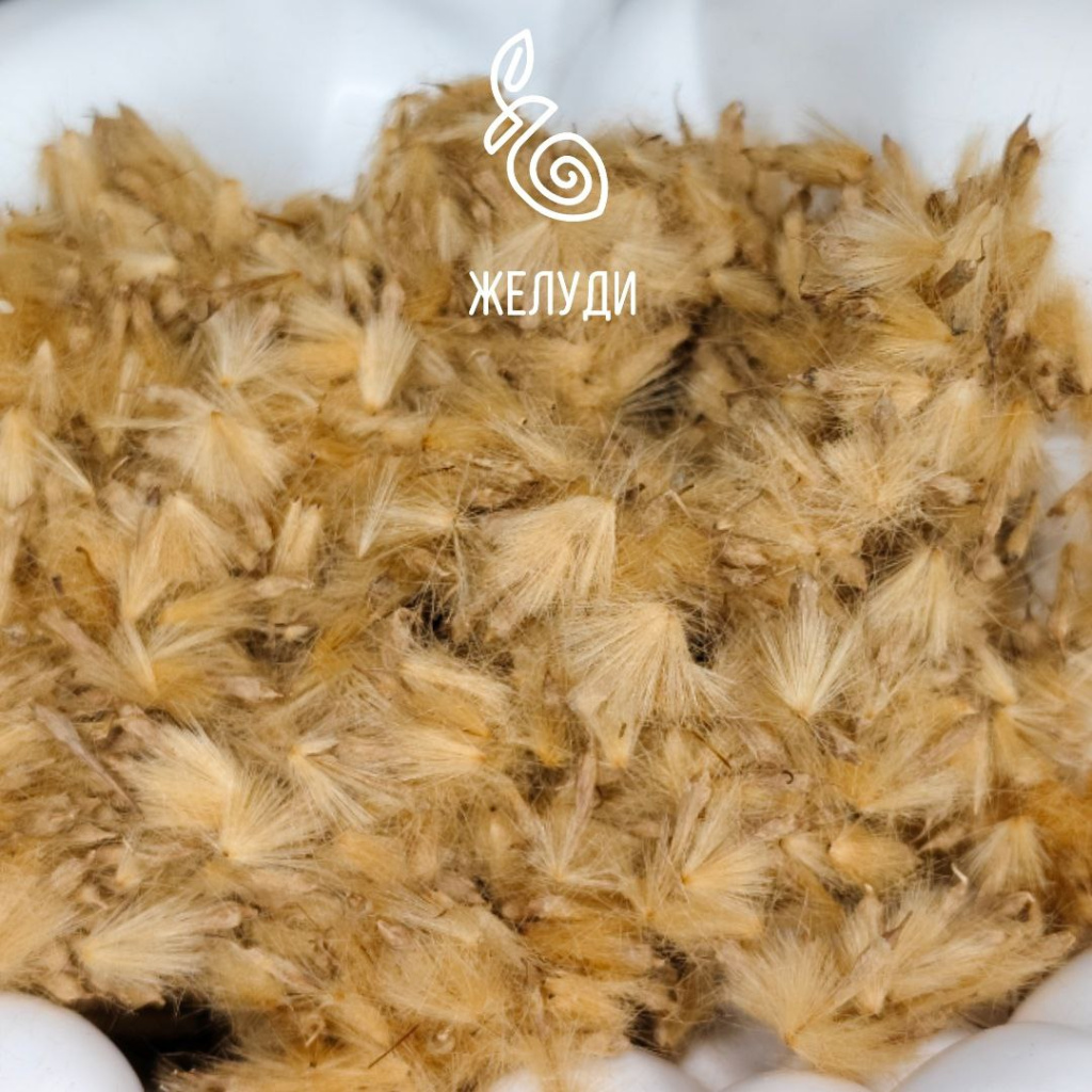 Дерево или травянистый многолетник? Кому принадлежат эти семена?