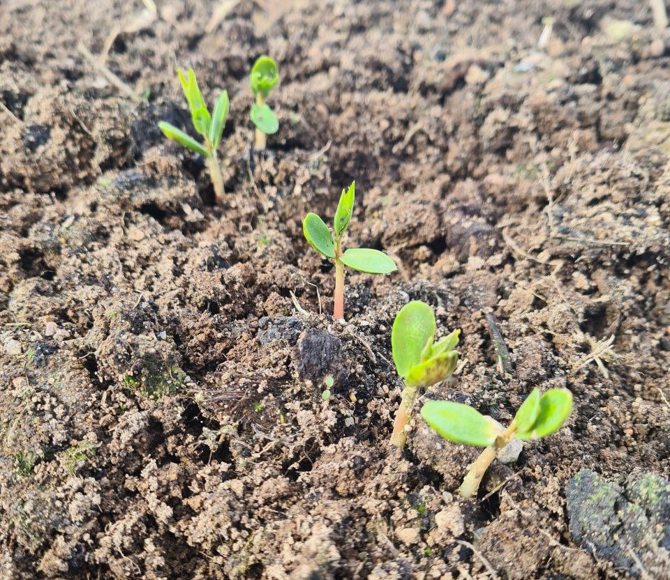 Слива китайская, первые всходы на тестовом участке Жёлуди 20 апреля 2024 года