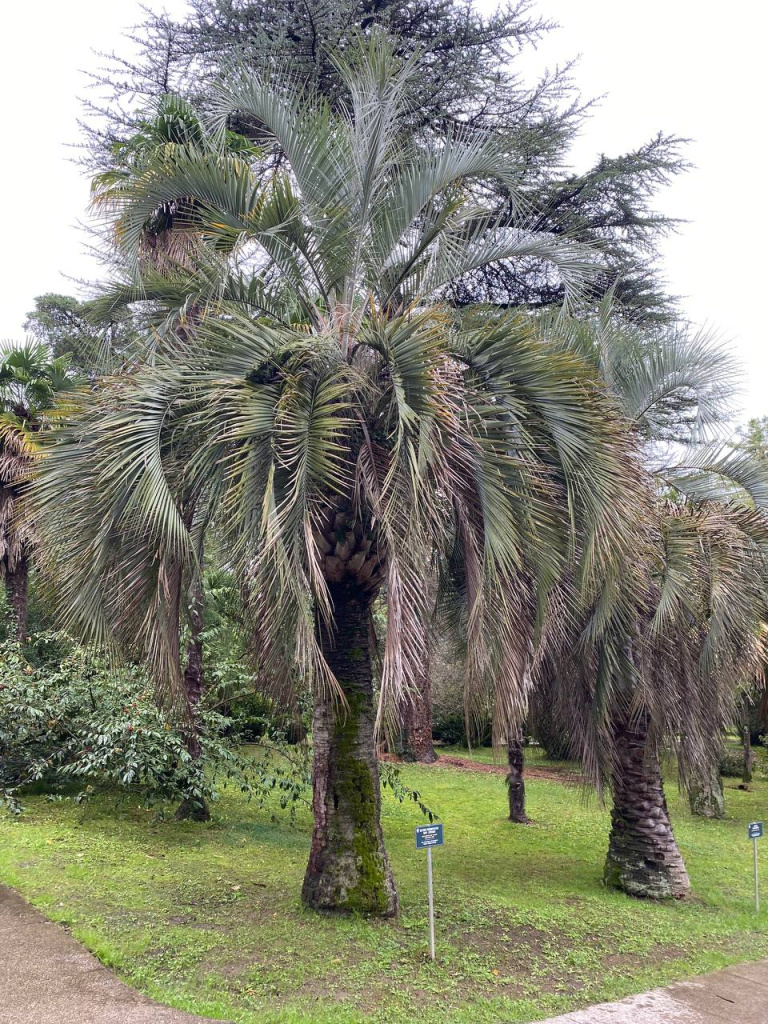 бутия головчатая