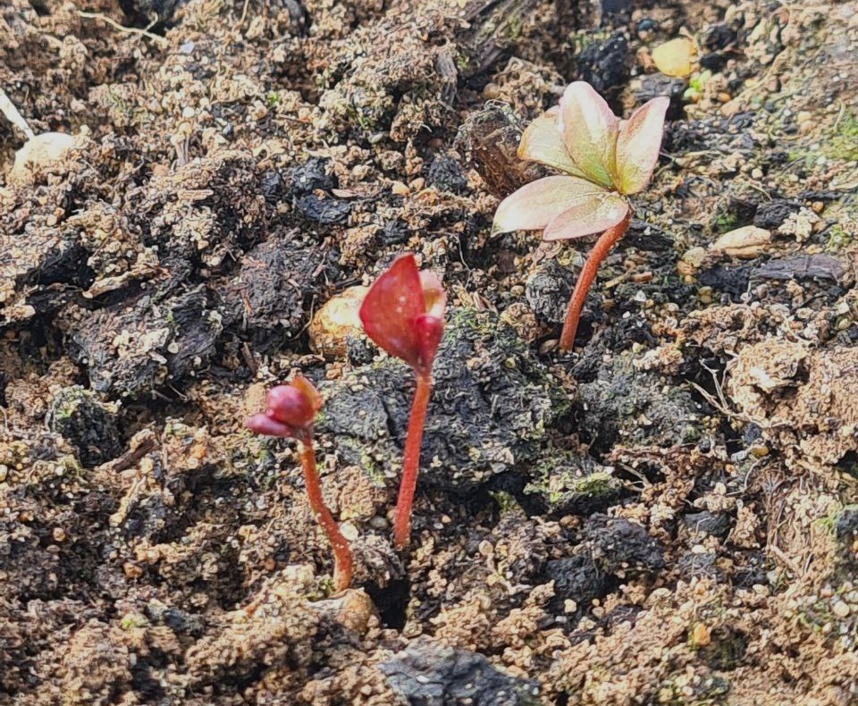 Пион молочноцветковый на тестовом участке Жёлуди 20 апреля 2024 года