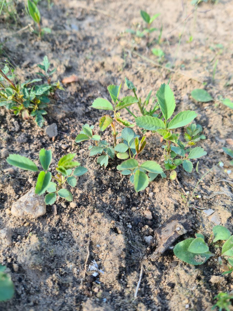 Так в 20 числах апреля выглядели всходы рябины обыкновенной