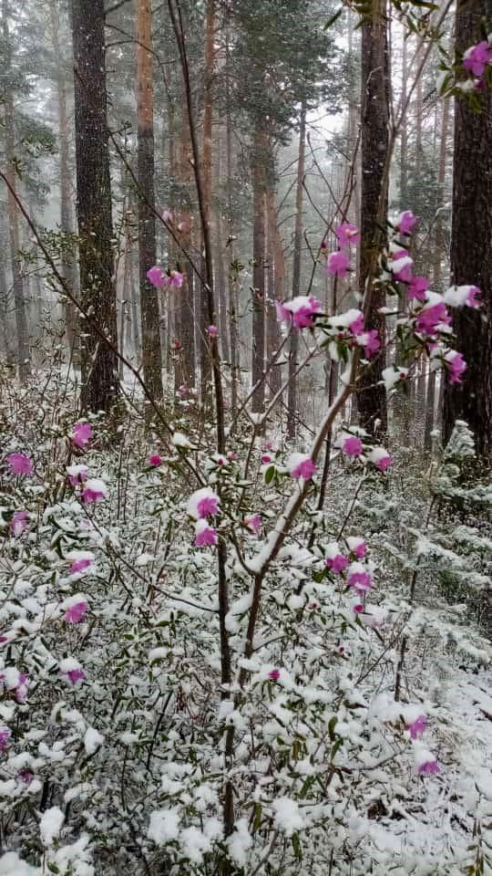 Цветение рододендрона даурского на Алтае