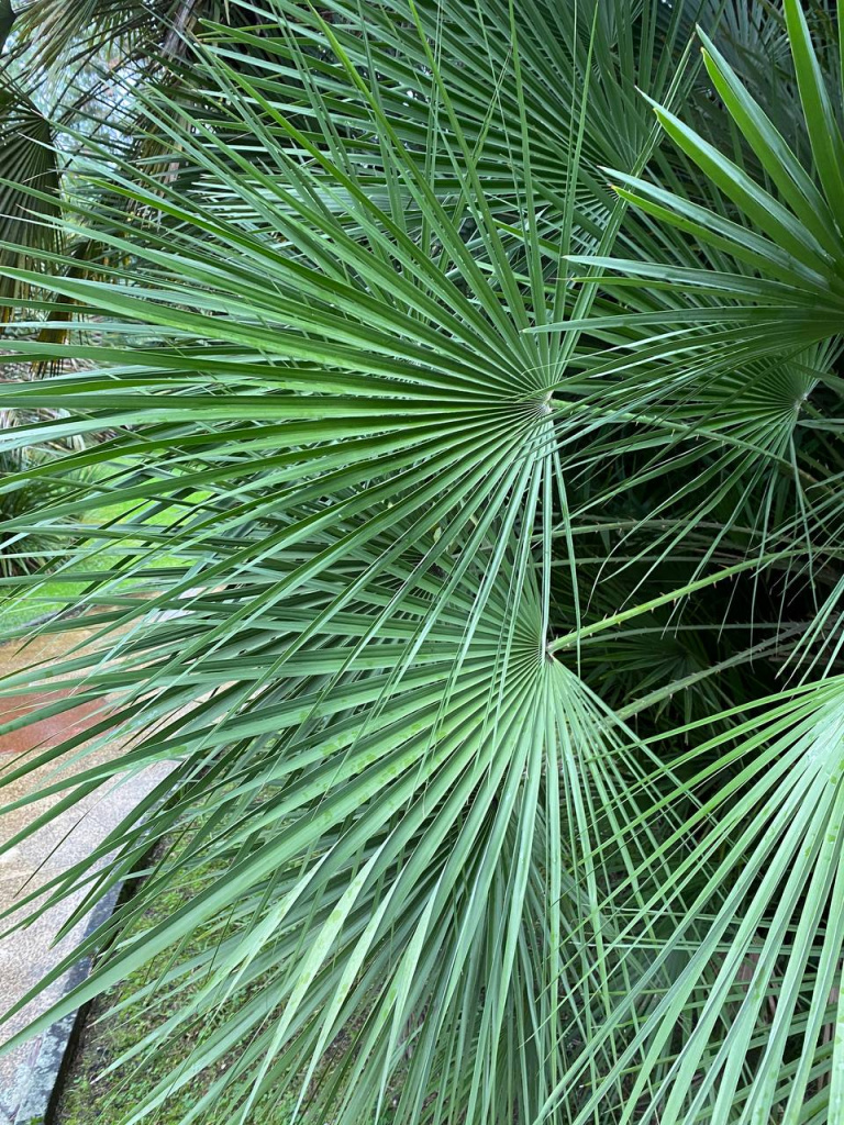  хамеропс низкий