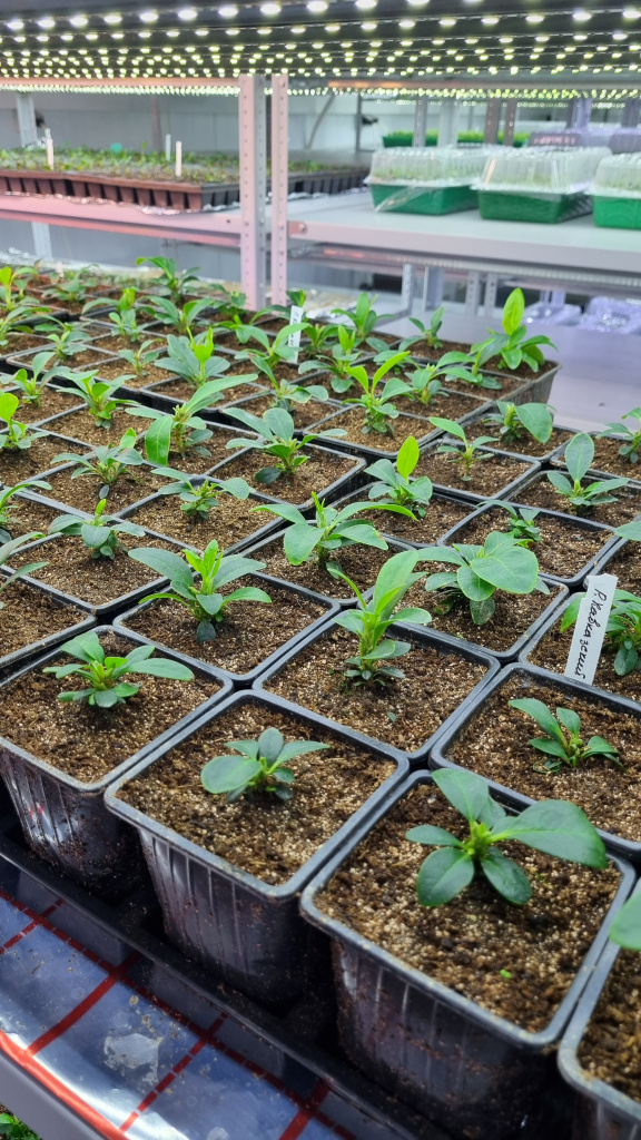 Рододендрон кавказский из семян магазина Жёлуди