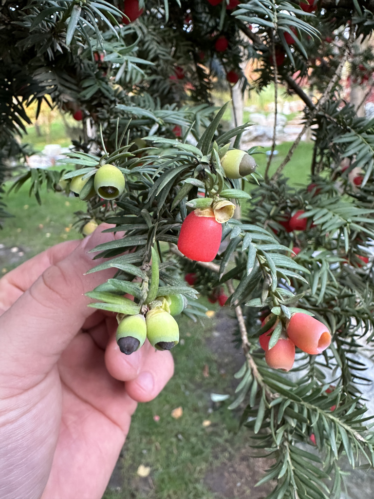 Тис ягодный - одно из самых декоративных хвойных растений