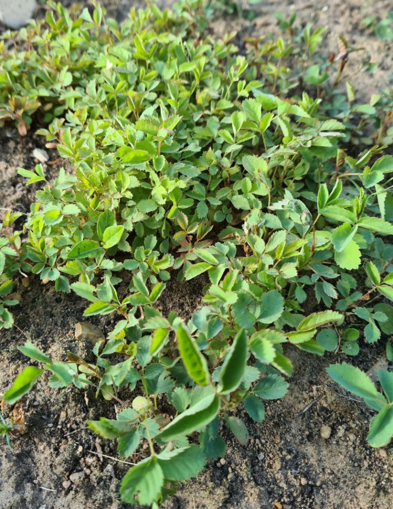 Всходы шиповника собачьего на второй год после посева