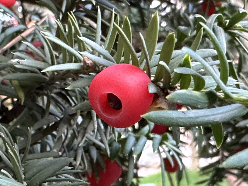 Все части тиса ядовиты. Съедобен лишь сочный красный ариллус, окружающий семя