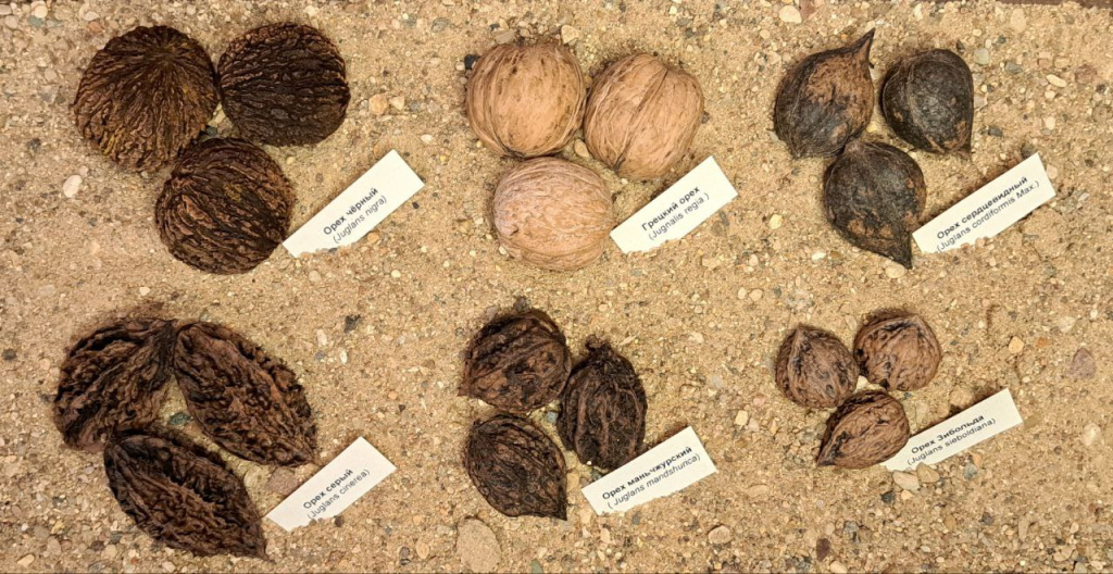 Орех грецкий, серый, маньчжурский, Зибольда, черный и сердцевидный