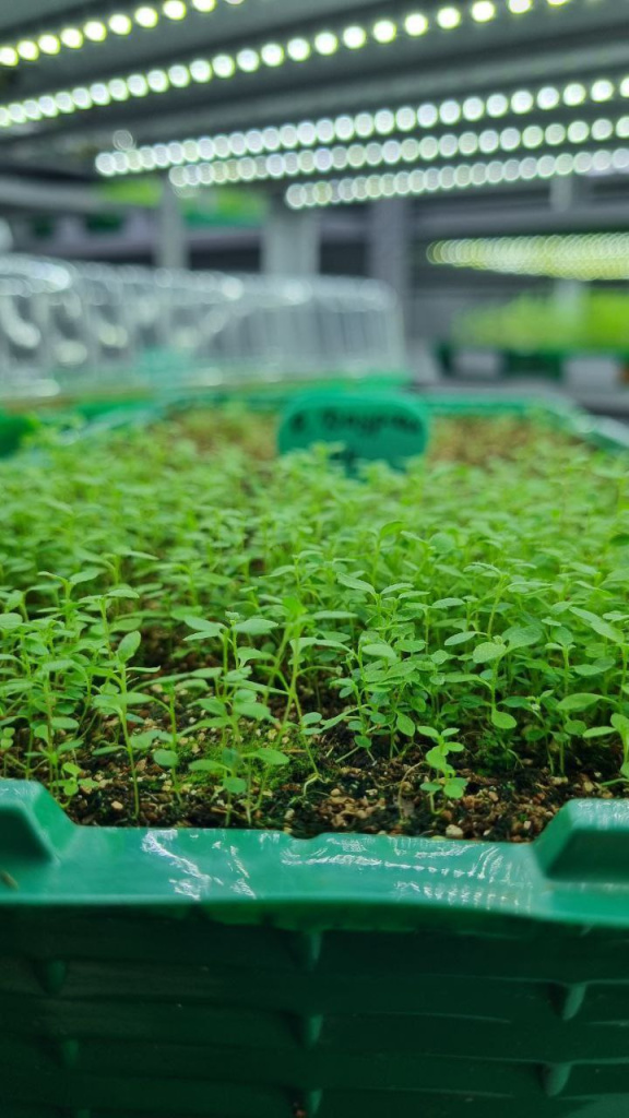 Сеянцы рододендронов из семян магазина Жёлуди в питомнике