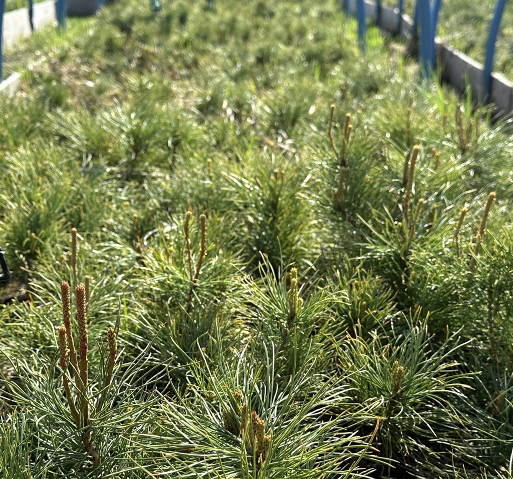 Кедровый стланик из семян магазина Жёлуди