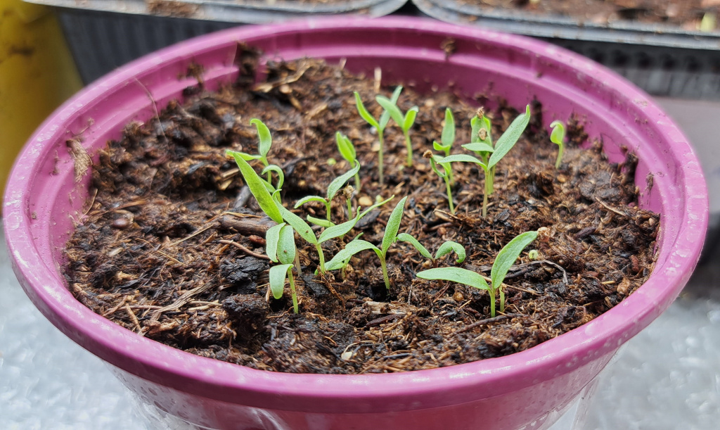 Сеянцы годжи в тестовом отделе Жёлуди