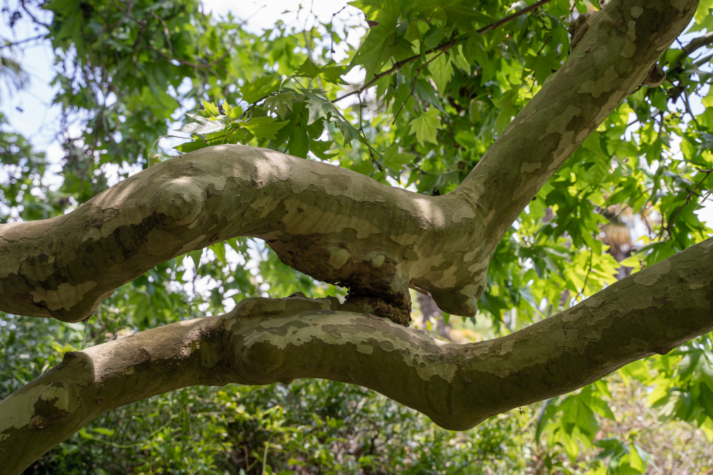 Платан - очень живописное дерево в любое время года