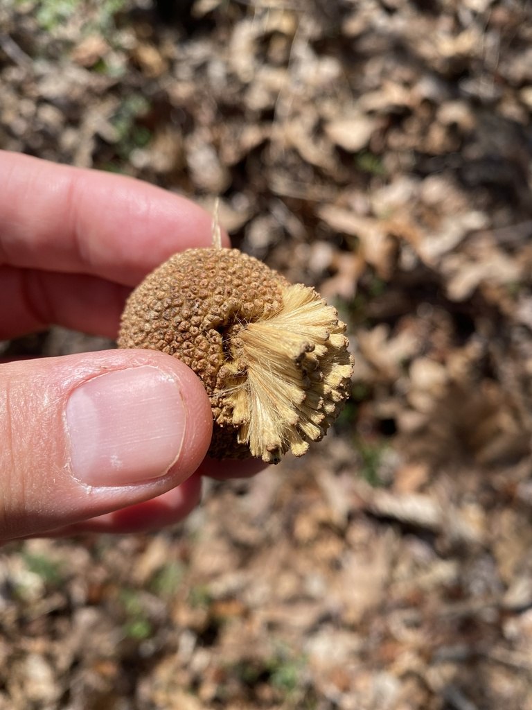 Созревшие семена платана в природе разносит ветер