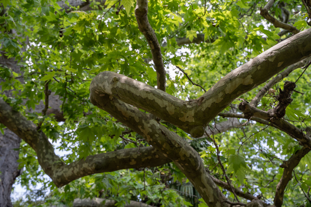 Благодаря необычной коре платан можно узнать издалека
