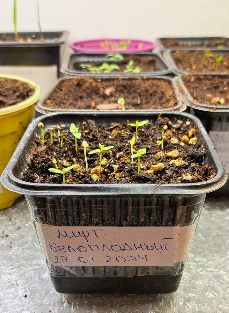 Мирт с белыми ягодами можно вырастить дома из семян магазина Жёлуди