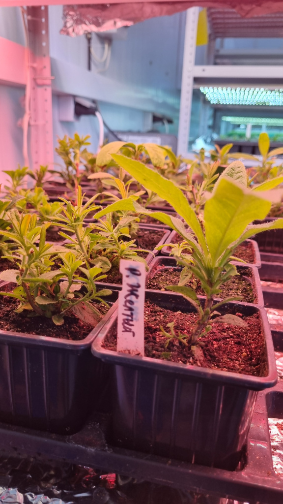 Рододендрон желтый через год после посева