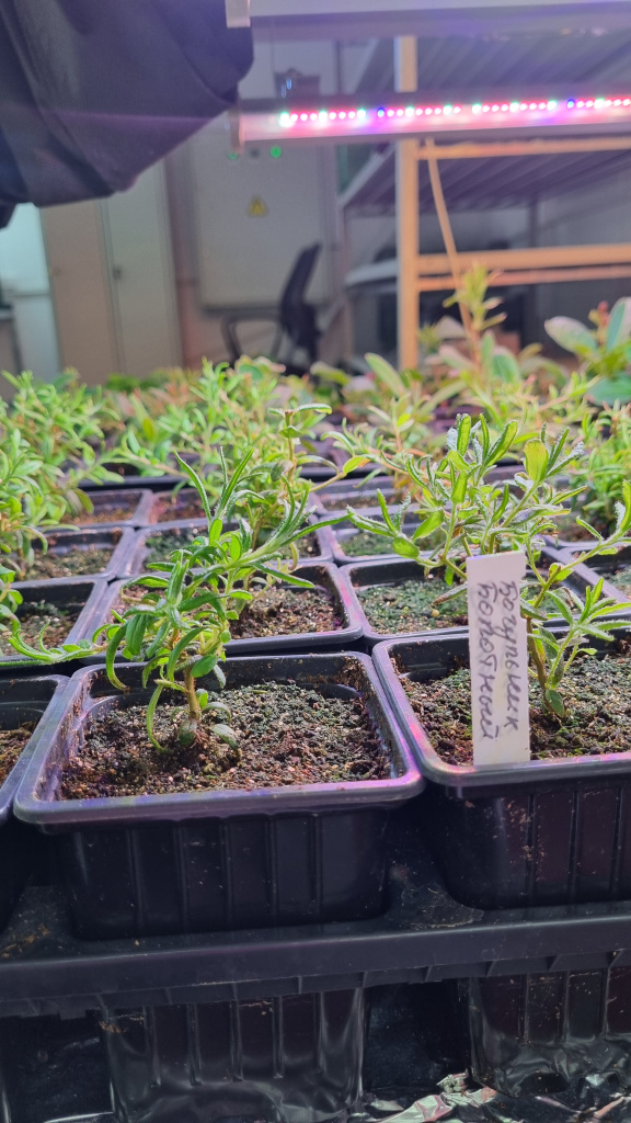 Багульник болотный через год после посева