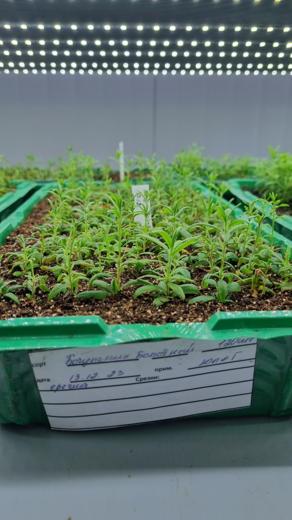 Сеянцы багульника болотного из семян магазина Жёлуди