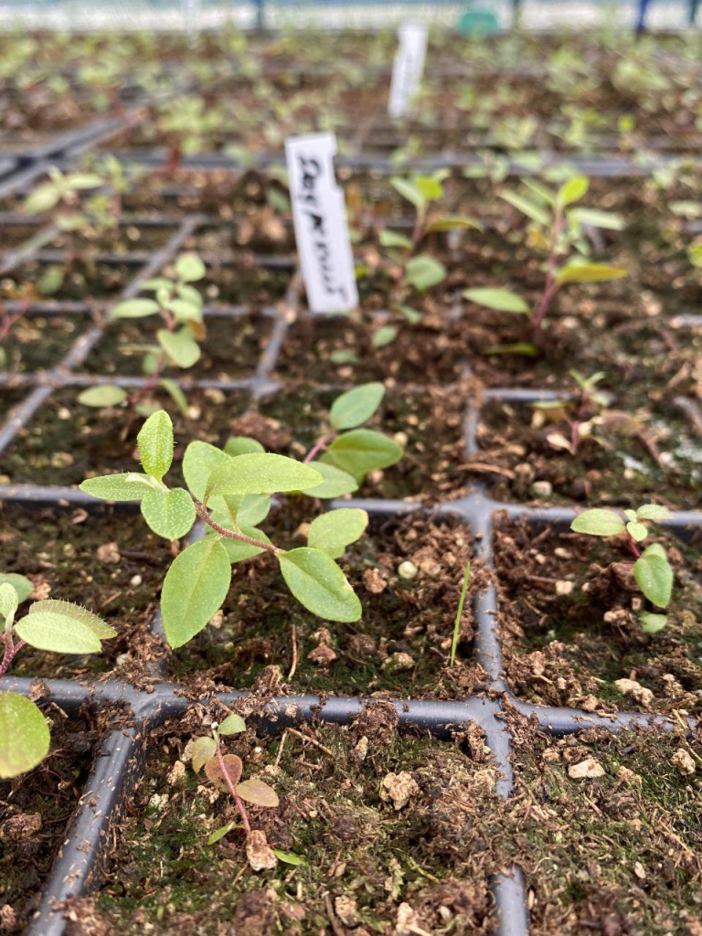 Рододендрон даурский из семян магазина Жёлуди в питомнике