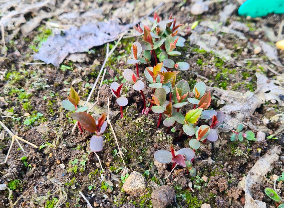 Яблоня Недзвецкого из семян 20 апреля 2024 года на тестовом участке Жёлуди