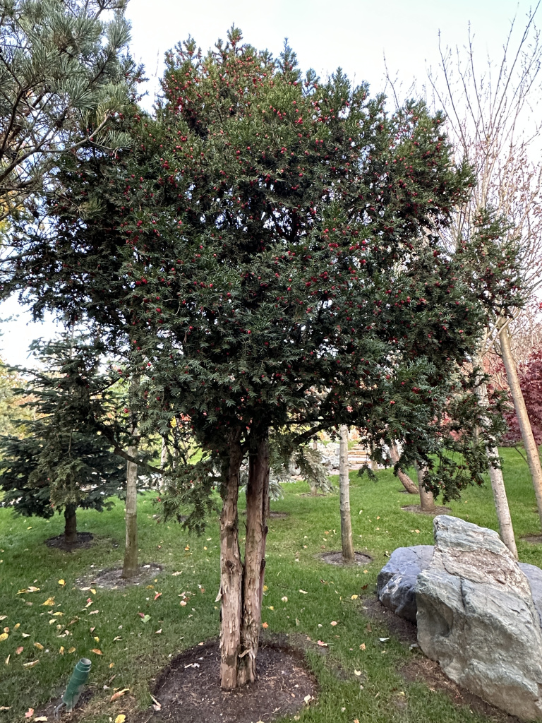 Тис ягодный в японском саду парка Галицкого