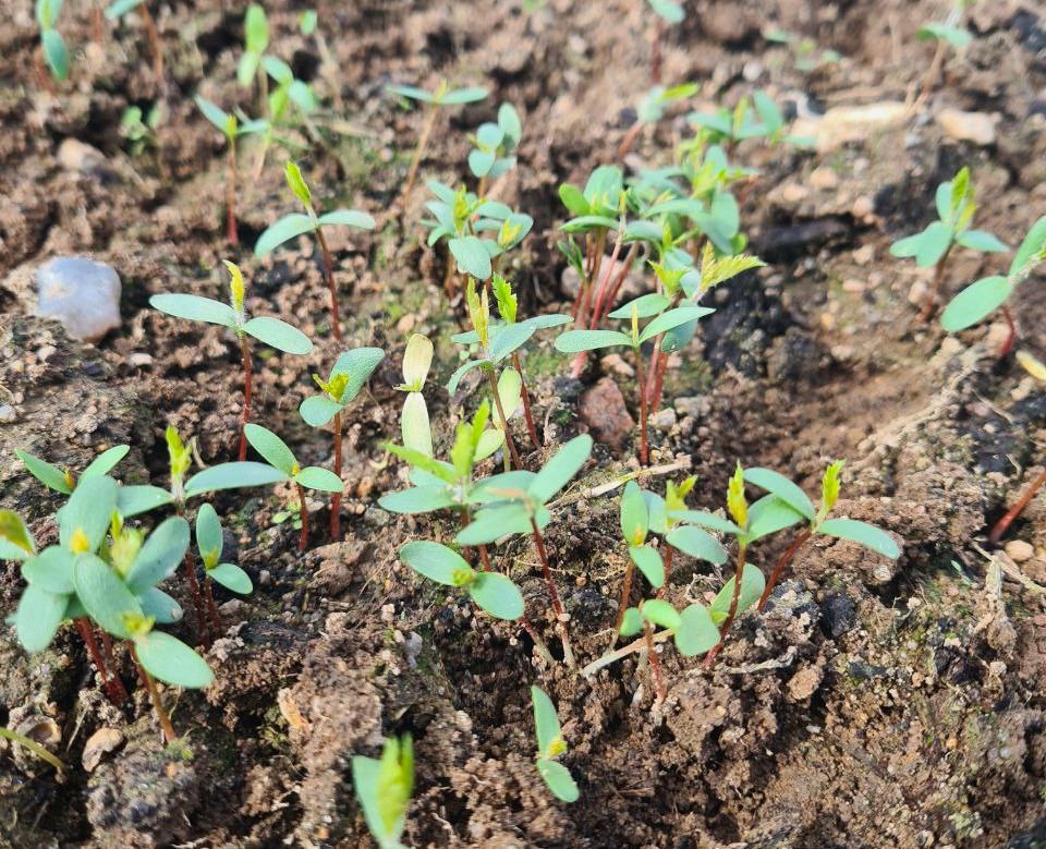 Боярышник перистонадрезанный на тестовом участке Жёлуди 20 апреля 2024 года