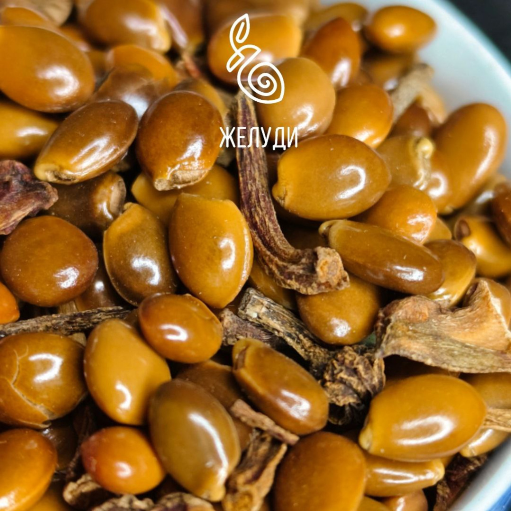 Викторина магазина Жёлуди. Что это за семена?