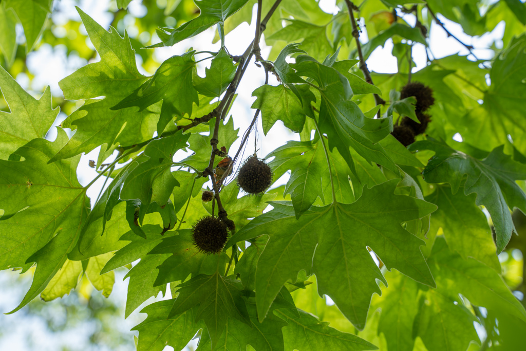 Платан любят профессиональные флористы и декораторы