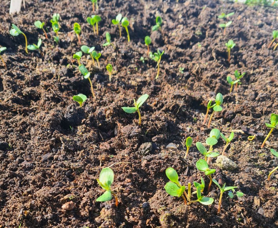 Сеянцы айвы обыкновенной на тестовом участке Жёлуди 20 апреля 2024 года