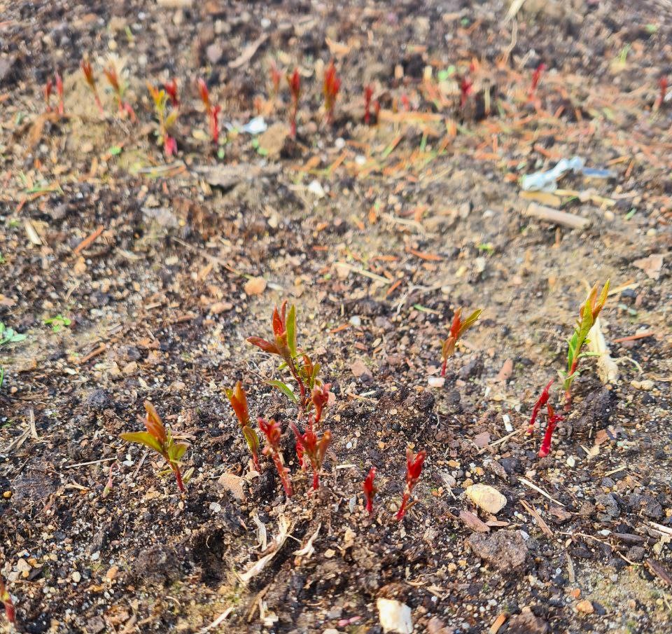 Миндаль степной на тестовом участке Жёлуди 20 апреля 2024 года