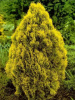Туя западная Санкист (Thuja occidentalis 'Sunkist'), семена