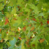 Платан кленолистный, или гибридный (лат. Platanus × hispanica), семена 