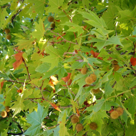 Платан кленолистный, или гибридный (лат. Platanus × hispanica), семена 